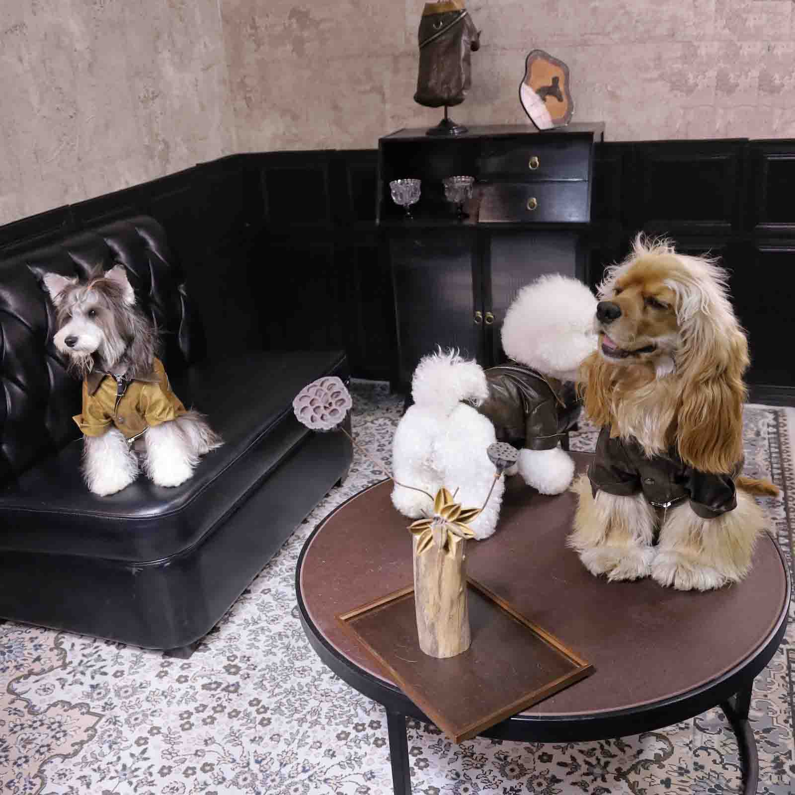 PawsCube - ๐พ Luxury Custom Leather Jackets for Dogs and Cats | Waterproof Pet Fashion Clothing